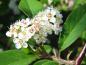 Preview: Nahaufnahme der Blüte des Cotoneaster Pendulus