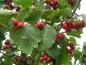 Preview: Die roten Früchte des Cartaegus coccinea