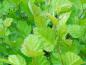 Preview: Blätter von Crataegus coccinea