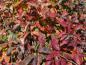 Preview: Bunte Herbstfärbung beim Scharlachdorn