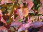 Preview: Crataegus coccinea - rotes Herbstlaub