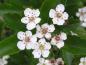 Preview: Sporrhagtorn-hybrid, Crataegus grignonensis