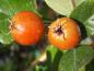 Preview: Sporrhagtorn-hybrid, Crataegus grignonensis