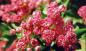 Preview: Die schönen roten Blüten des Rotdorns, Crataegus laevigatus Paul Scarlet