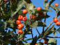 Preview: Rote Beeren des Apfeldorns