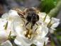 Preview: Die weißen Blüten sind bei Bienen sehr beliebt.
