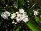 Preview: Der Apfeldorn - hübsche weiße Blüten im Frühjahr