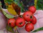 Preview: Hübsche rote Früchte des Apfeldorns
