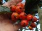 Preview: Rote Früchte von Crataegus lavallei Carrierei