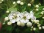 Preview: Crataegus monogyna - Nahaufnahme Blüten und Knospen