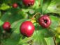 Preview: Weißdorn, Crataegus monogyna - Nahaufnahme rote Beeren