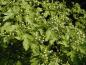 Preview: Knospen bei Crataegus monogyna