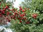 Preview: Eingriffeliger Weißdorn - roter Beerenschmuck im Spätsommer