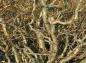Preview: Winterliche Triebe von Crataegus monogyna Flexuosa