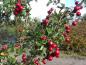 Preview: Crataegus monogyna Flexuosa mit Beeren (Aufnahme Mitte Oktober)