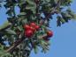Preview: Reife Früchte bei Crataegus monogyna Stricta