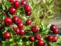 Preview: Crataegus monogyna Stricta mit roten Beeren im Oktober