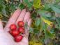 Preview: Rote essbare Beeren von Crataegus pinnatifida Major