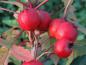 Preview: Rote Beeren von Crataegus pinnatifida Major (Ende Oktober)