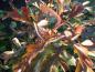 Preview: Herbstliches Laub des Crataegus pinnatifida Major