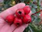 Preview: Rote essbare Früchte von Crataegus pinnatifida Major