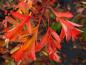 Preview: Crataegus pinnatifida Major: Attraktive rote Herbstfärbung