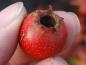 Preview: Eine Einzelfrucht von Crataegus pinnatifida Major