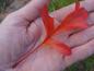 Preview: Typisches rotes Herbstlaub von Crataegus pinnatifida Major