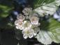 Preview: Pflaumenblättriger Dorn mit weißen Blüten