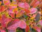 Preview: Farbenreiche Herbstfärbung des Pflaumenblättrigen Dorns