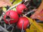 Preview: Crataegus prunifolia mit leuchtend roten Beeren