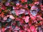 Preview: Herbstliche Rotfärbung bei Crataegus prunifolia