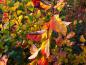 Preview: Herbstlaub von Crataegus prunifolia