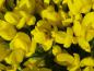 Preview: Nahaufnahme der gelben Blüten von Cytisus decumbens