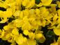Preview: Gelbe Blütenpracht - der Kissenginster (Cytisus decumbens)