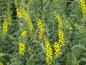 Preview: Svartginst (Cytisus nigricans Cyni)