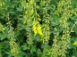 Preview: Svartginst (Cytisus nigricans Cyni)