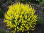 Preview: Cytisus nigricans Cyni in voller Blüte