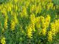 Preview: Cytisus nigricans Cyni mit der Sommerblüte