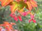 Preview: Herbstfärbung bei Acer palmatum Atropurpurea