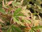 Preview: Acer palmatum Butterfly, Aufnahme aus Ende September