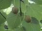Preview: Taubenbaum, Taschentuchbaum - gestielte Früchte
