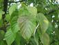 Preview: Näsduksträd, Davidia involucrata vilmoriniana