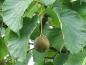 Preview: Runde Frucht des Taschentuchbaumes