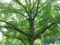 Preview: Kronenaufbau des Taubenbaumes
