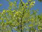 Preview: Der Taschentuchbaum in voller Blüte im April