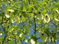 Preview: Auffällige weiße Blüten - der Taschentuchbaum