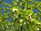 Preview: Interessante Blüten des Taschentuchbaums