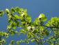 Preview: Reiche Blüte des Taschentuchbaums