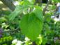 Preview: Taschentuchbaum: Frischer Austrieb im April